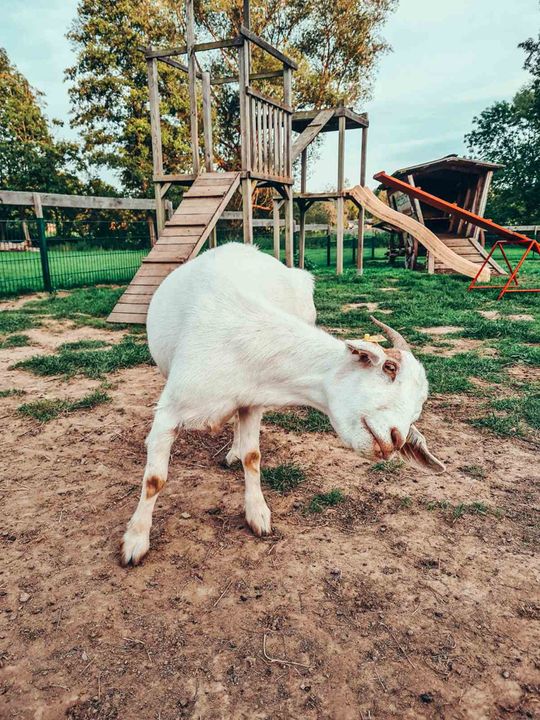 TIERISCHES ABENTEUER im Weimarer Land