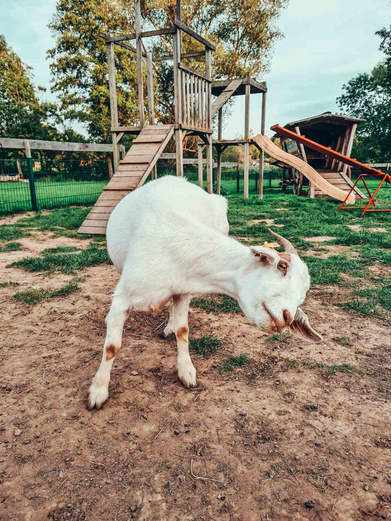 TIERISCHES ABENTEUER im Weimarer Land
